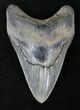 Serrated Megalodon Tooth #21862-1
